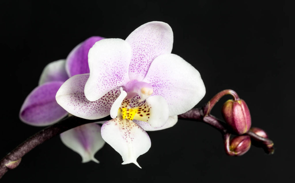 Orchidee-5033.jpg