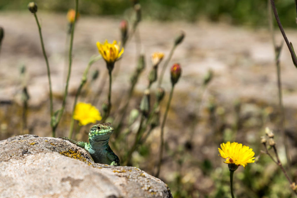 Sardinien_2017-0388.jpg