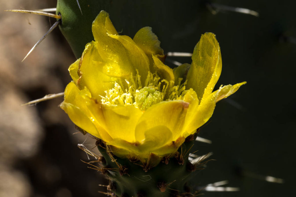 Sardinien_2017-0541.jpg