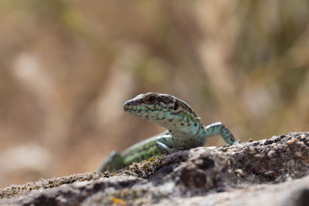 Sardinien_2017-1066.jpg