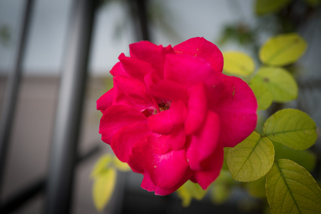 L1001565.jpg