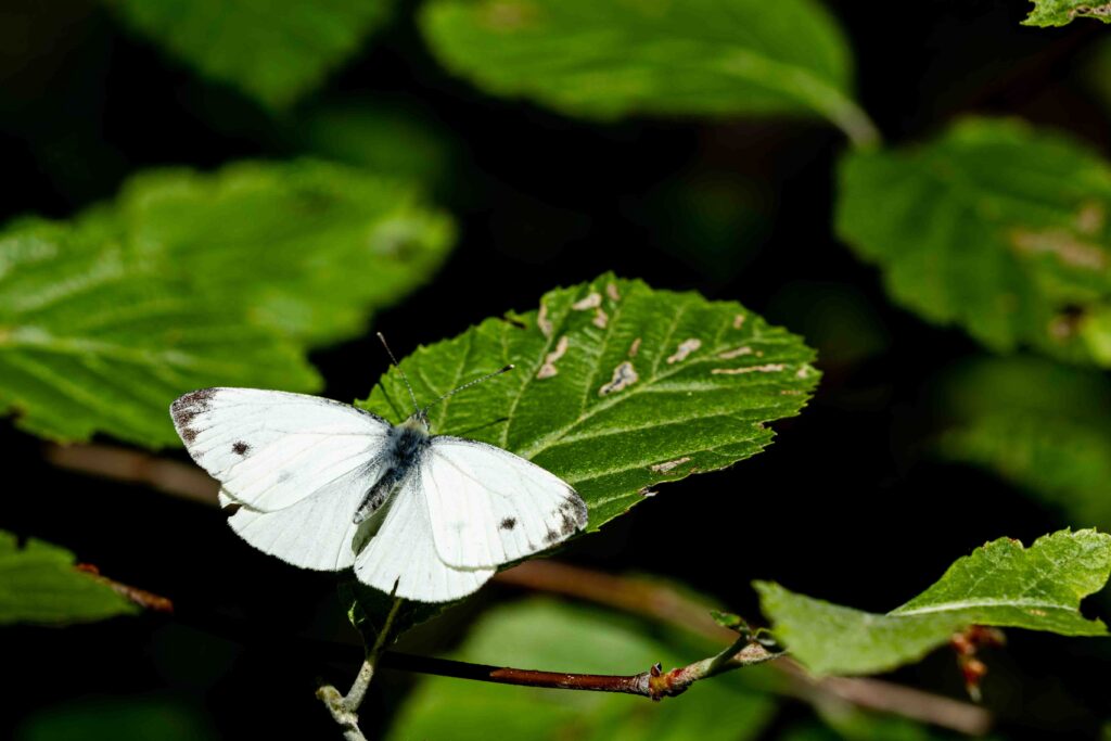 _R8A4498.JPG